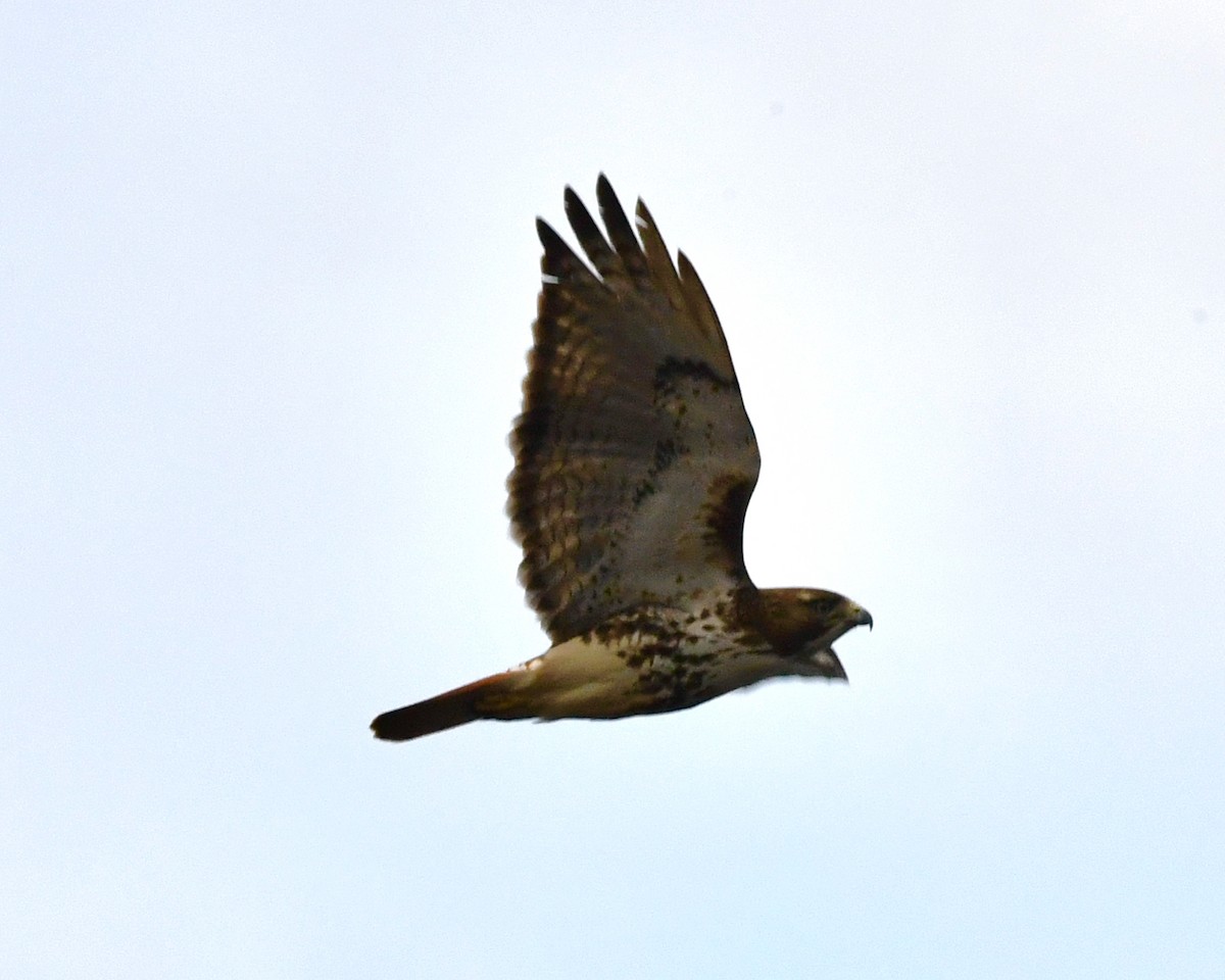 Red-tailed Hawk - ML560337101
