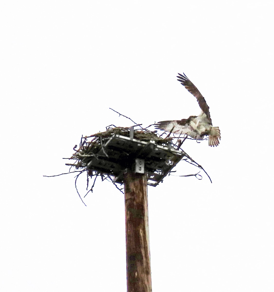 Balbuzard pêcheur - ML560338121
