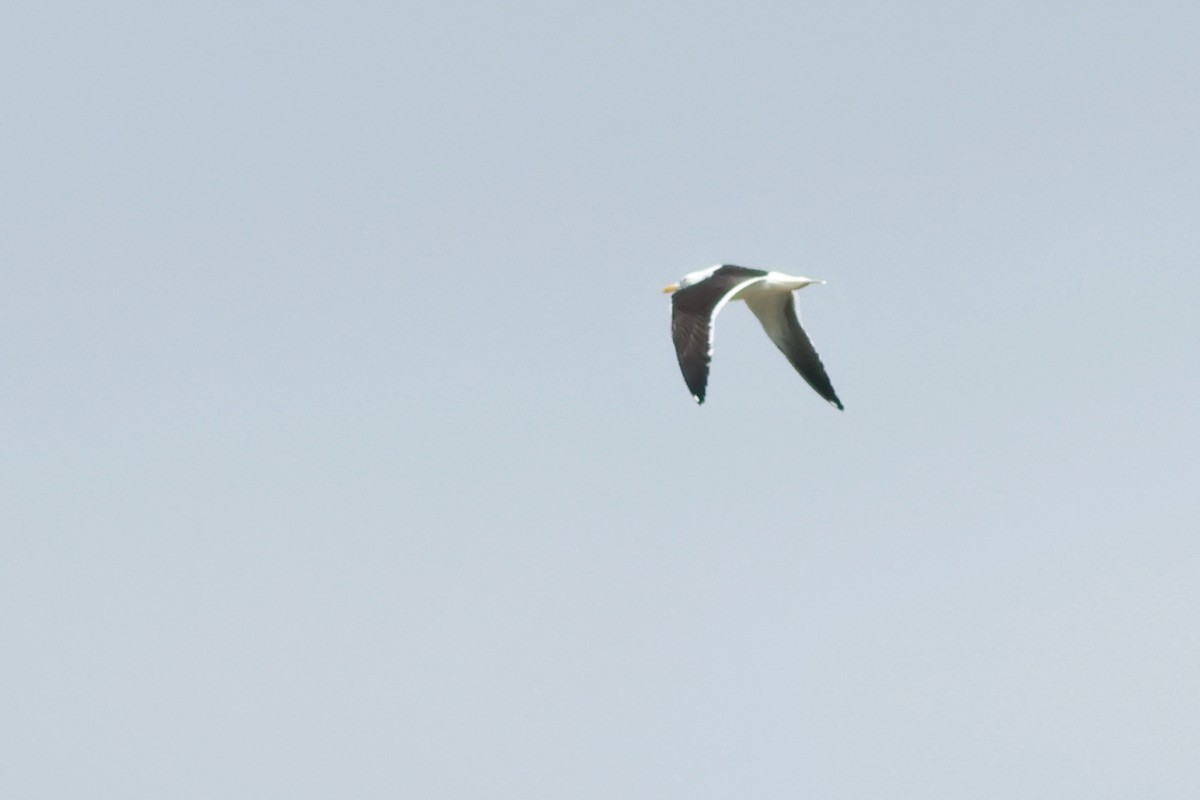 Lesser Black-backed Gull (intermedius) - ML560339161