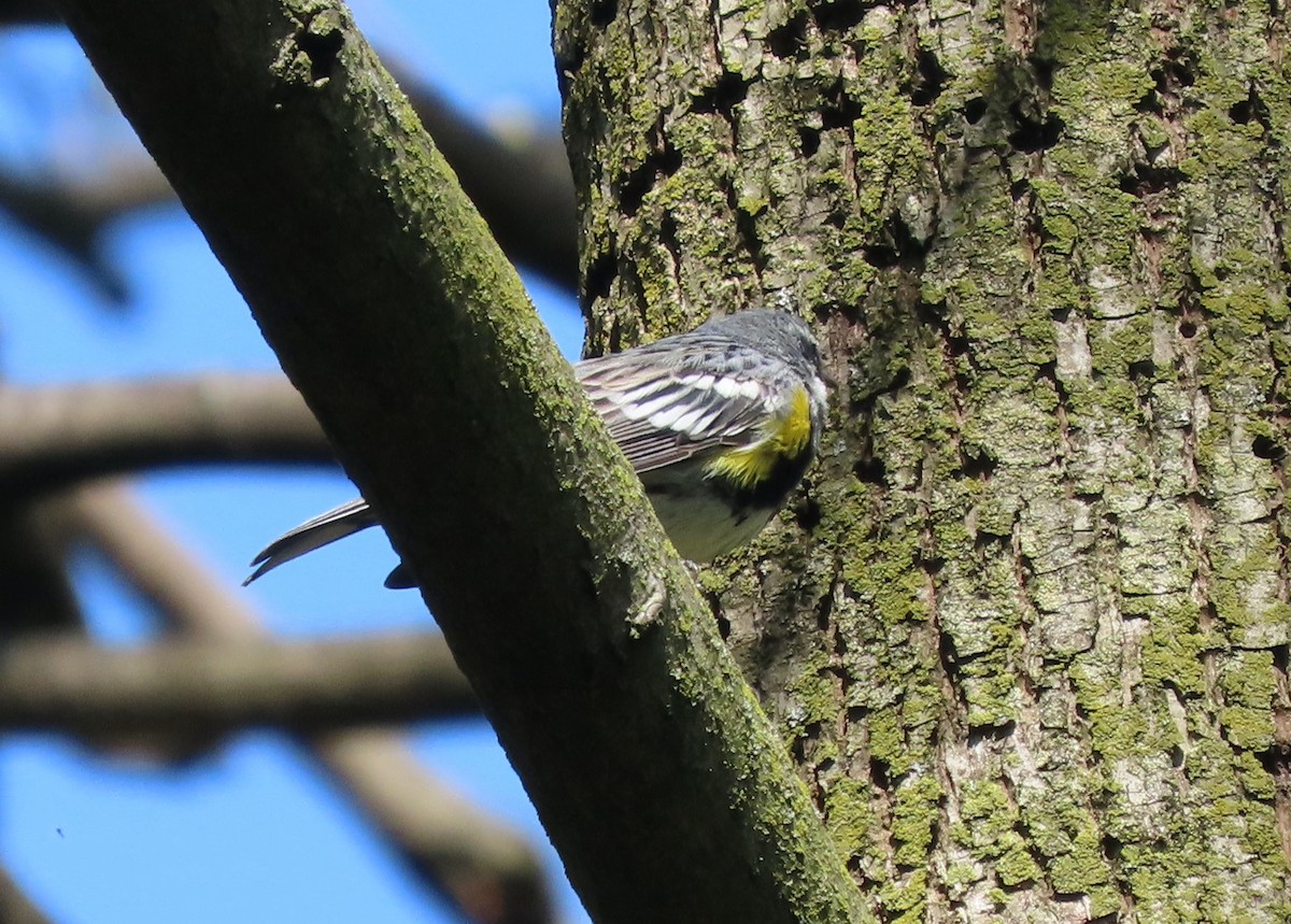 Yellow-rumped Warbler - Jeff Hopkins