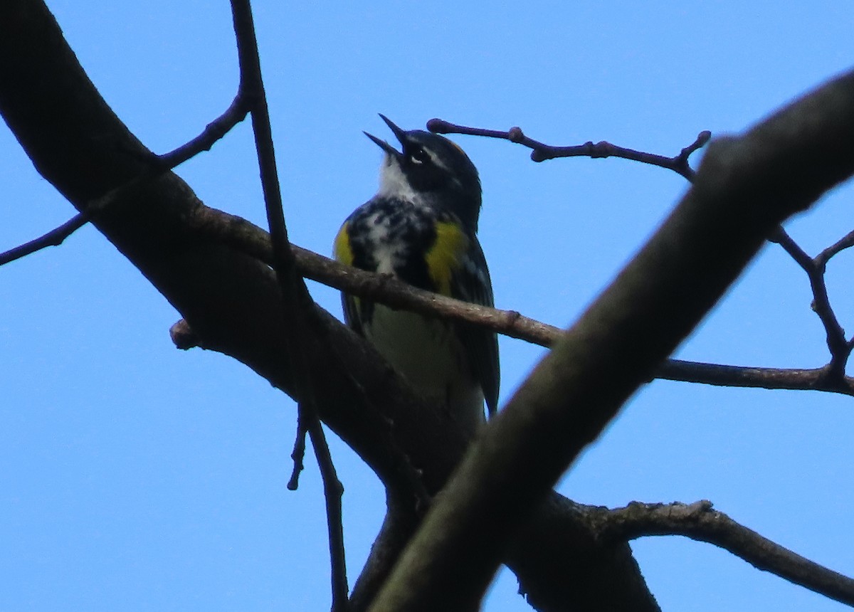 Yellow-rumped Warbler - ML560340481