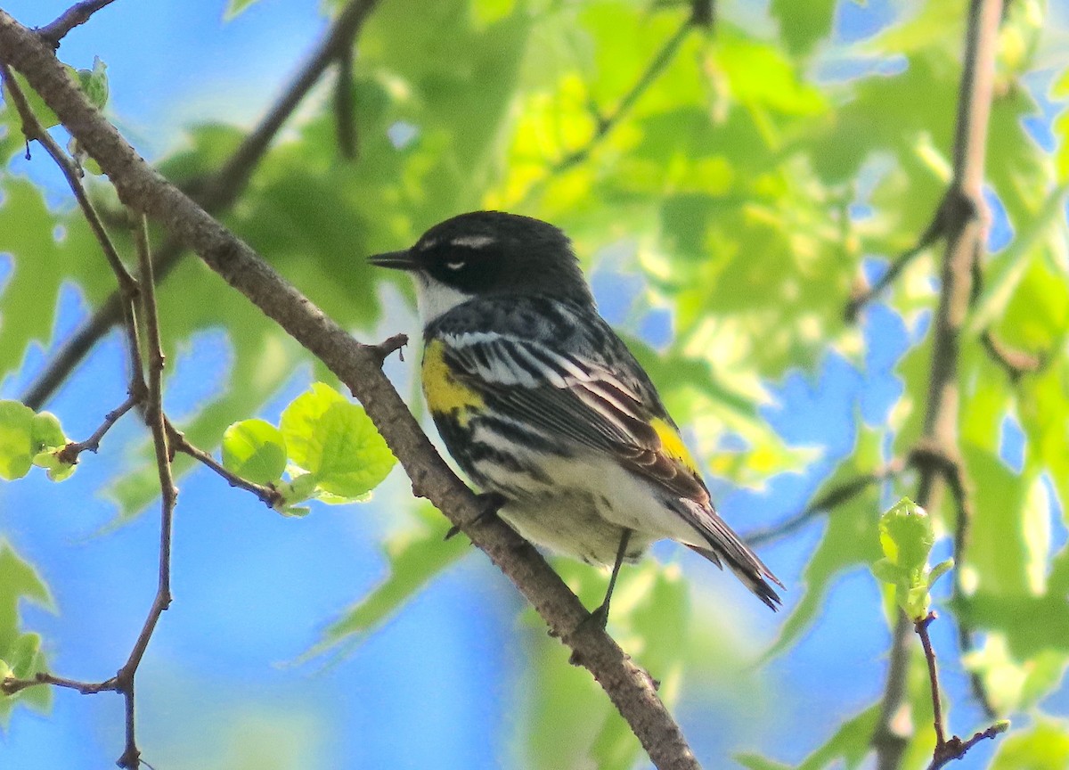 Yellow-rumped Warbler - ML560340501