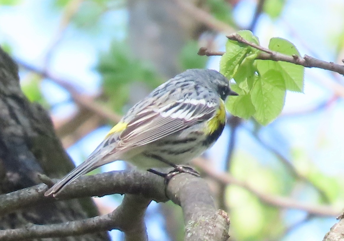 Yellow-rumped Warbler - Jeff Hopkins