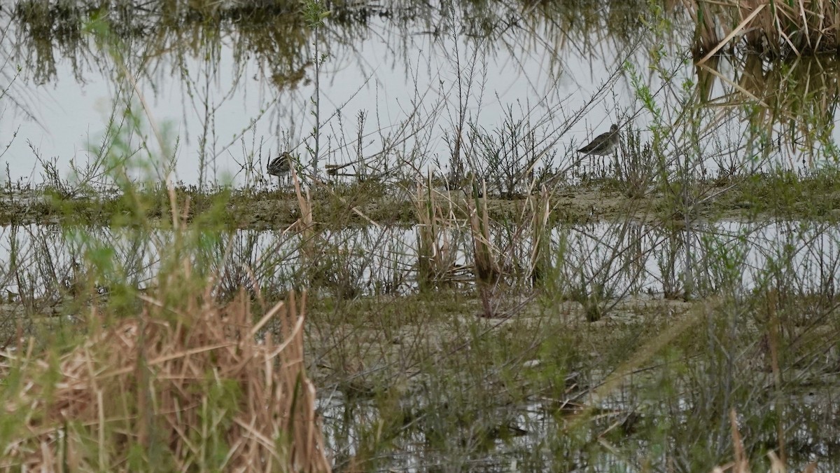 Wilson's Snipe - ML560341841