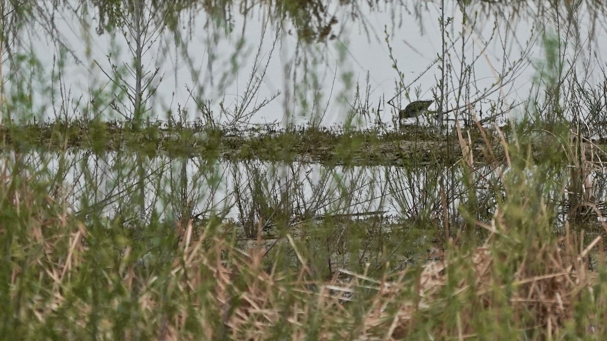 Wilson's Snipe - ML560341911