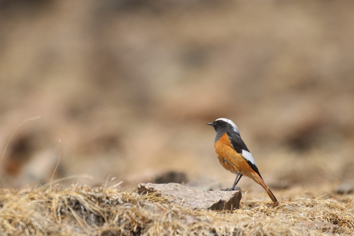 White-winged Redstart - ML560342671