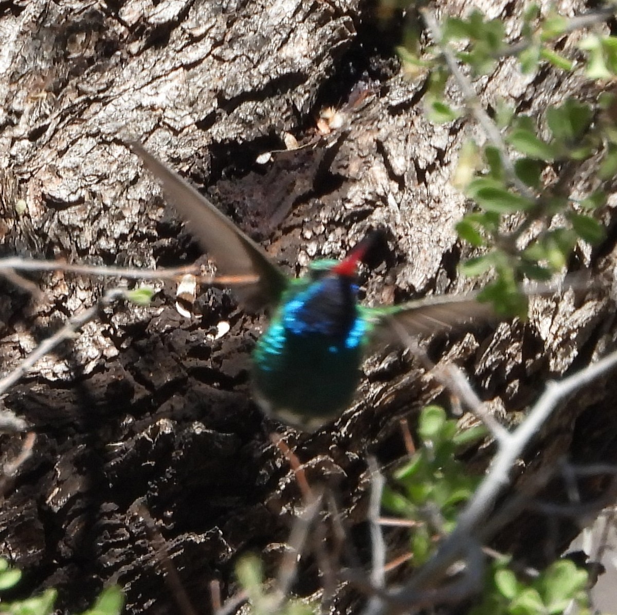 Broad-billed Hummingbird - Kerry White