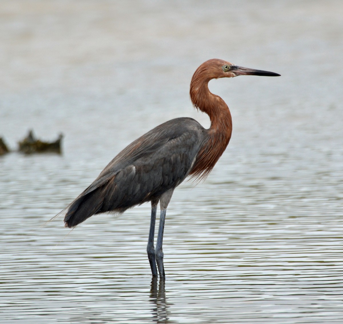 Reddish Egret - Michael J Good