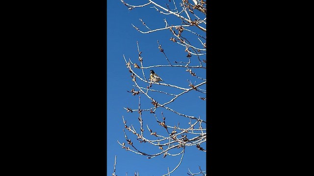 Evening Grosbeak - ML560345971