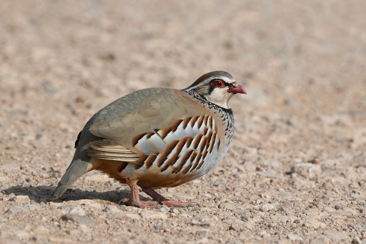 Red-legged Partridge - Roman Lo