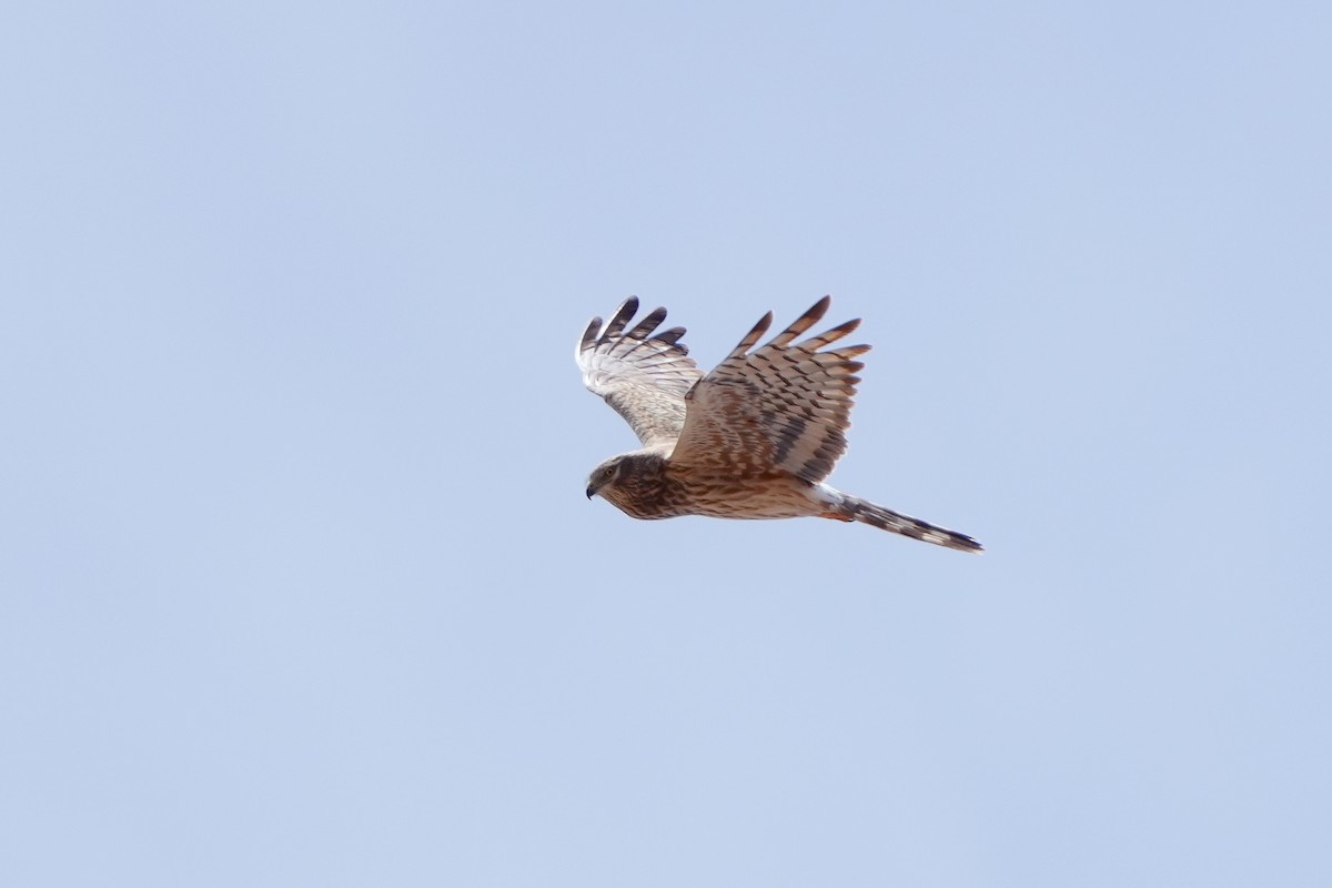 Montagu's Harrier - Roman Lo