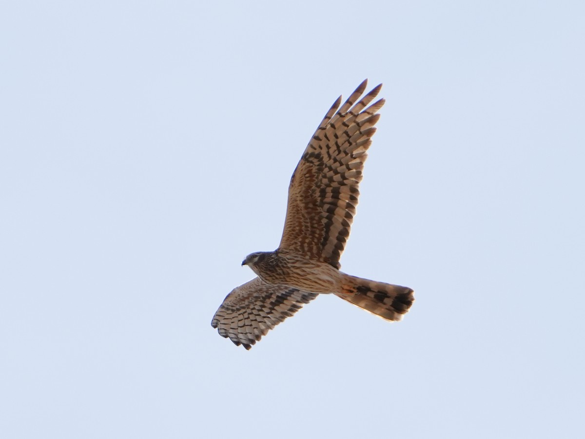 Montagu's Harrier - Roman Lo