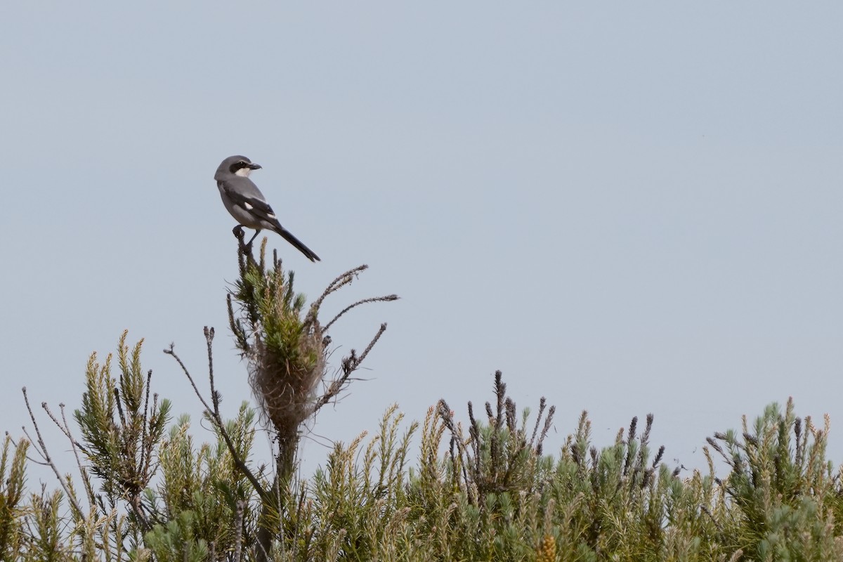 Iberian Gray Shrike - Roman Lo