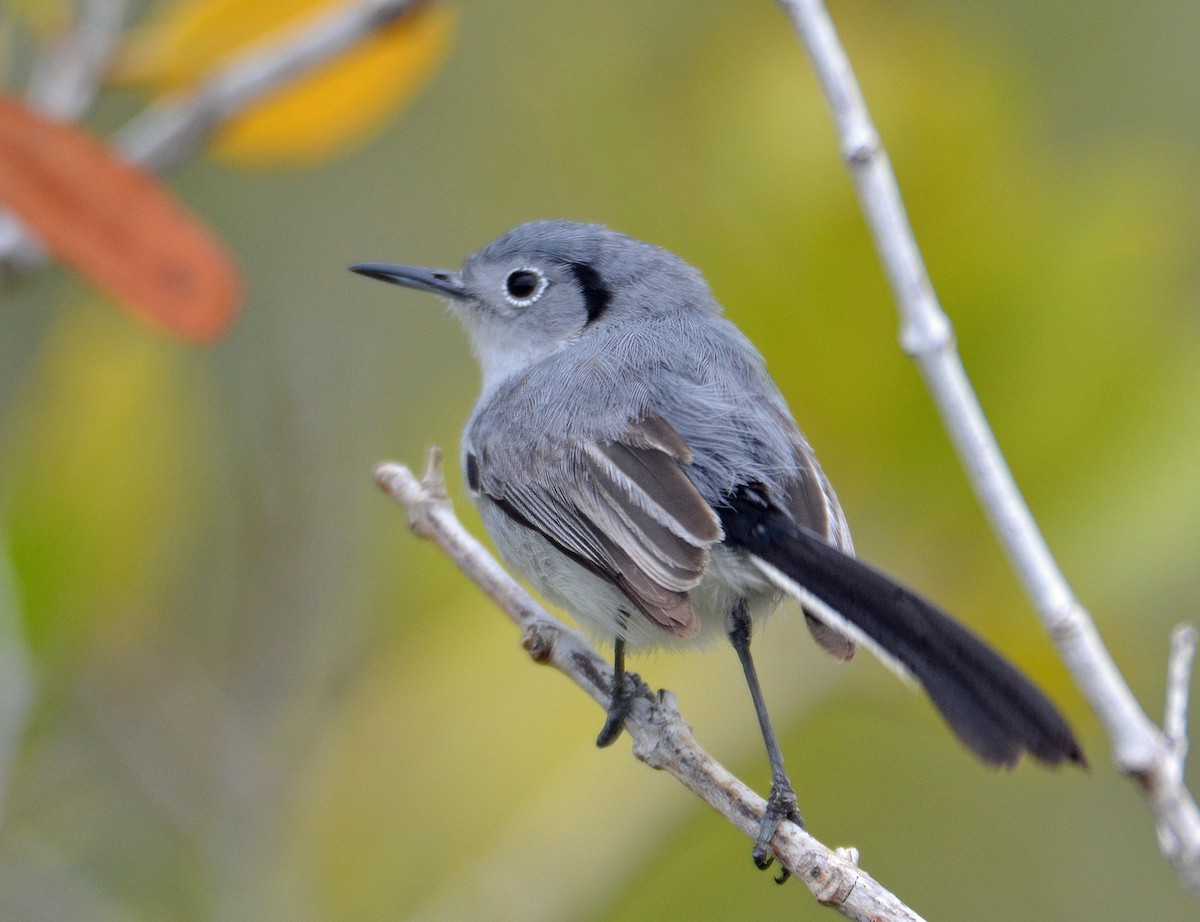 Cuban Gnatcatcher - ML56034761