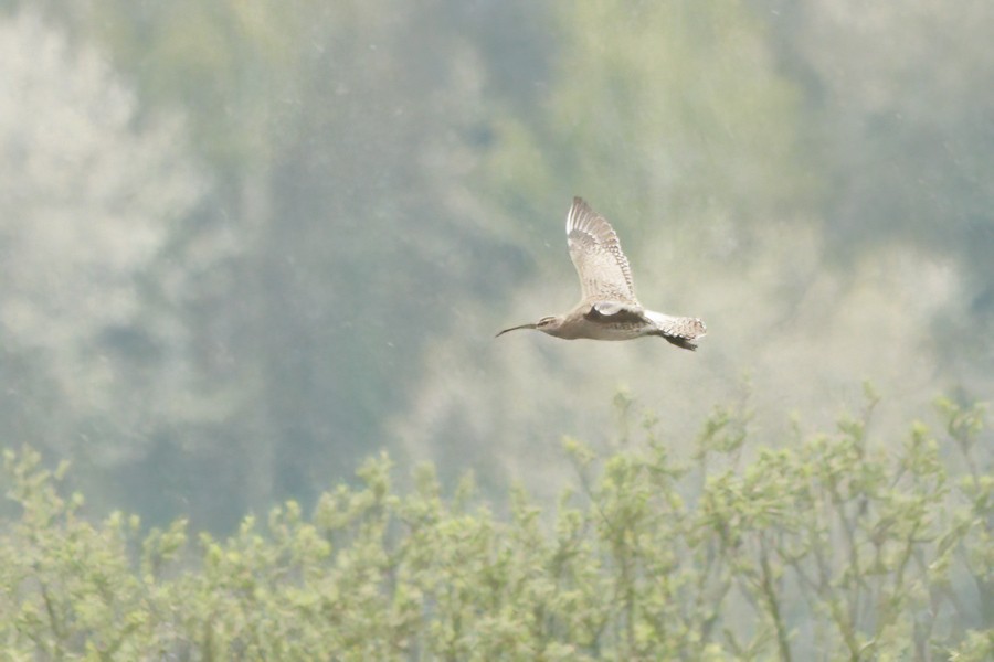 Regenbrachvogel - ML560347871