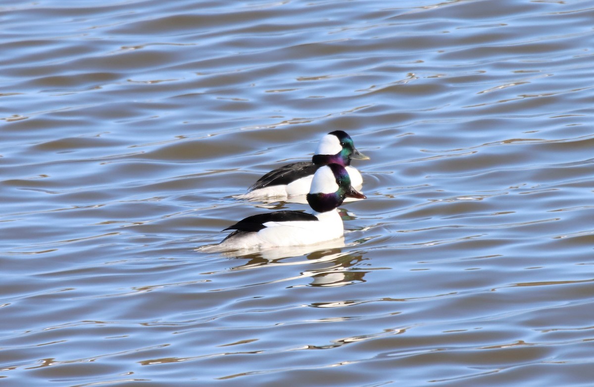 Bufflehead - Michel Marsan