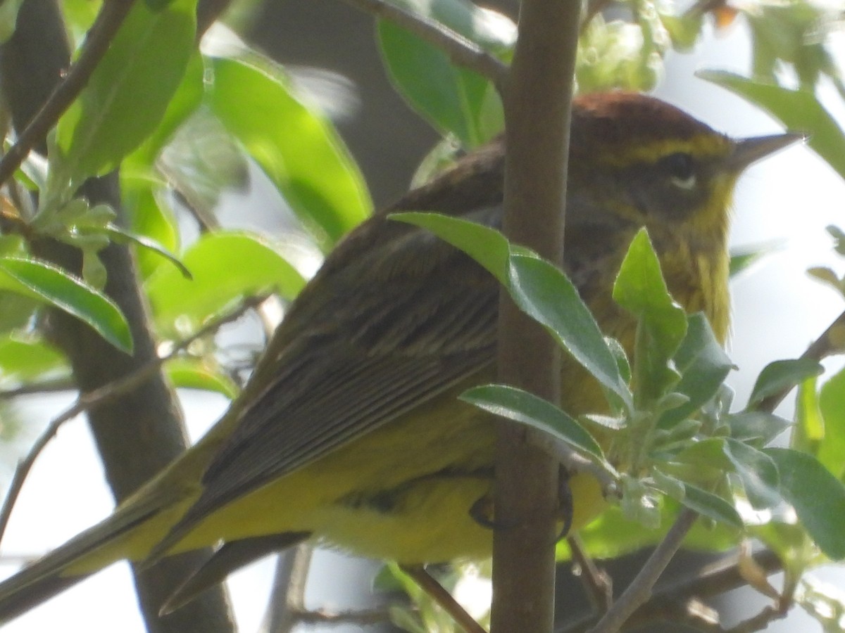 Palm Warbler - ML560350701