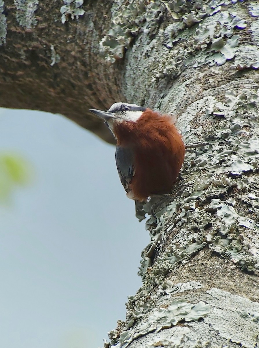 クリハラゴジュウカラ - ML560350891