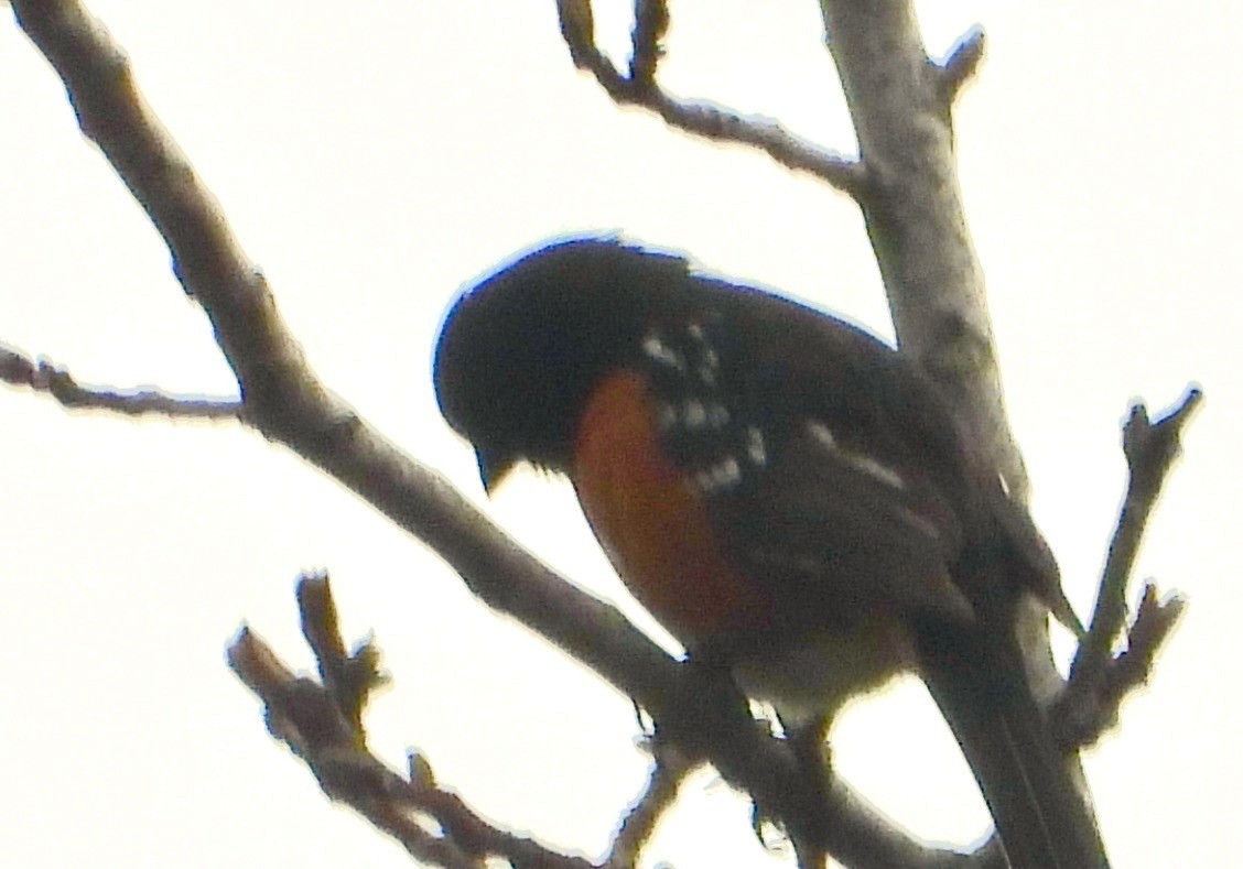 Black-headed Grosbeak - ML560353071