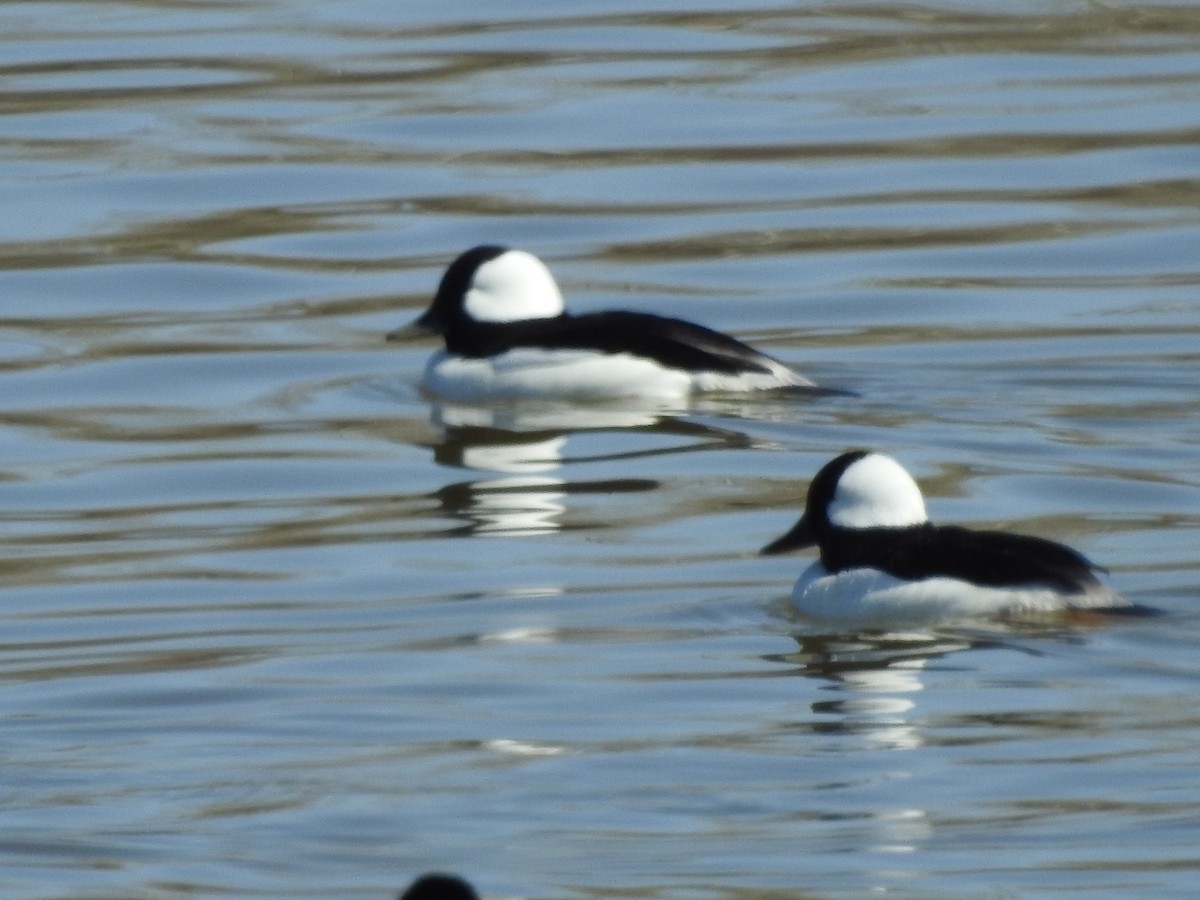 Bufflehead - Richard Lepage