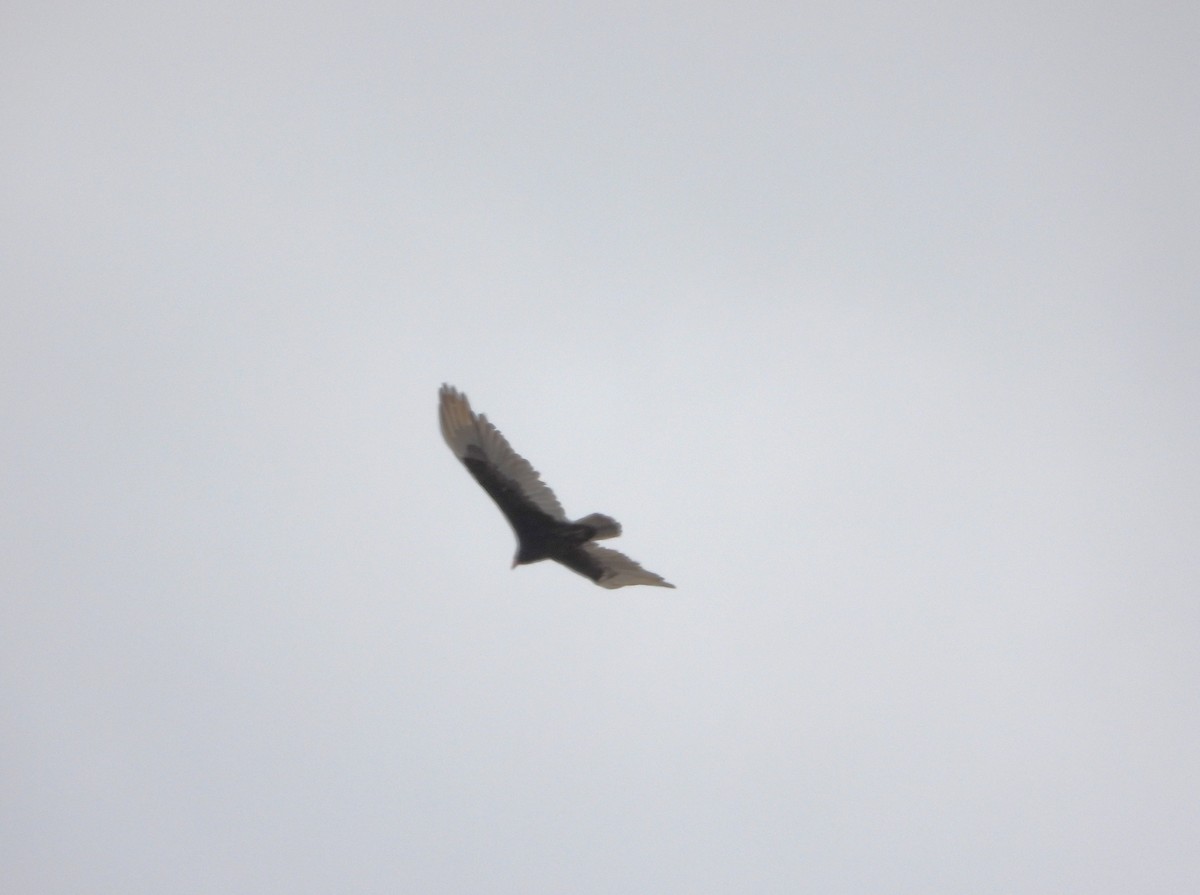 Turkey Vulture - ML560354001