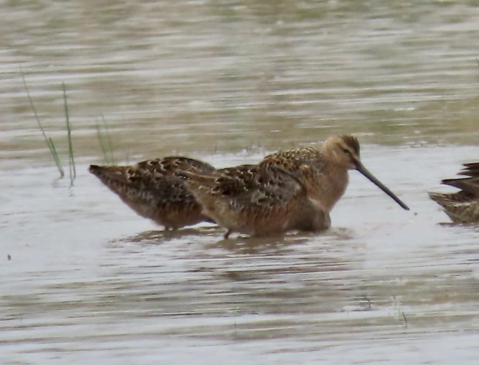 Bécassin à long bec - ML560356911