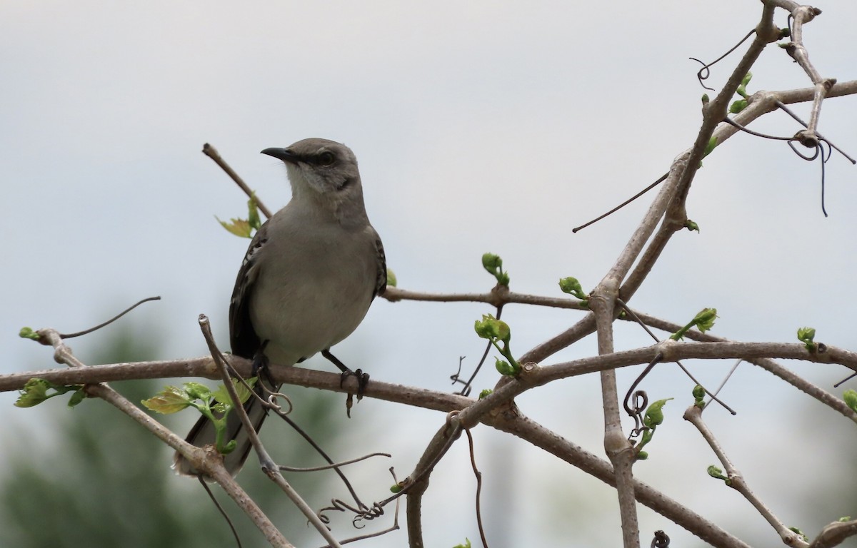 Northern Mockingbird - Micky Louis