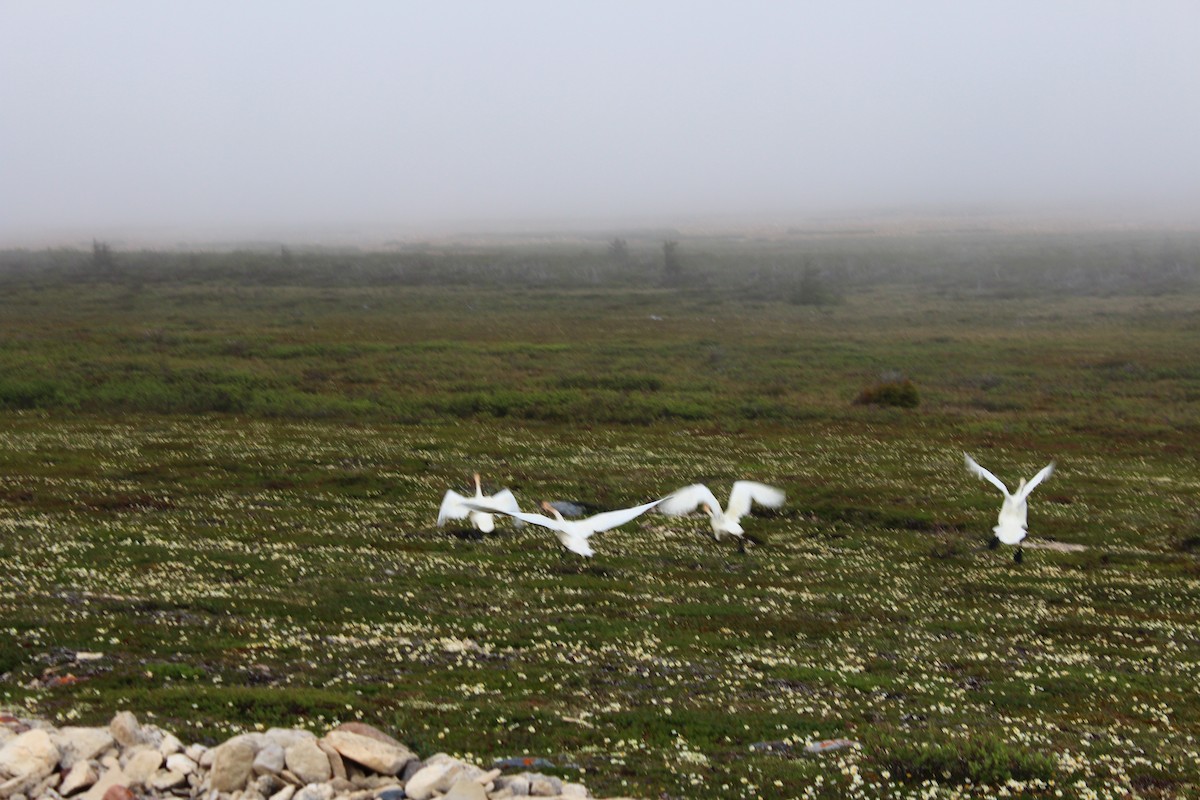 Tundra Swan - ML560357521