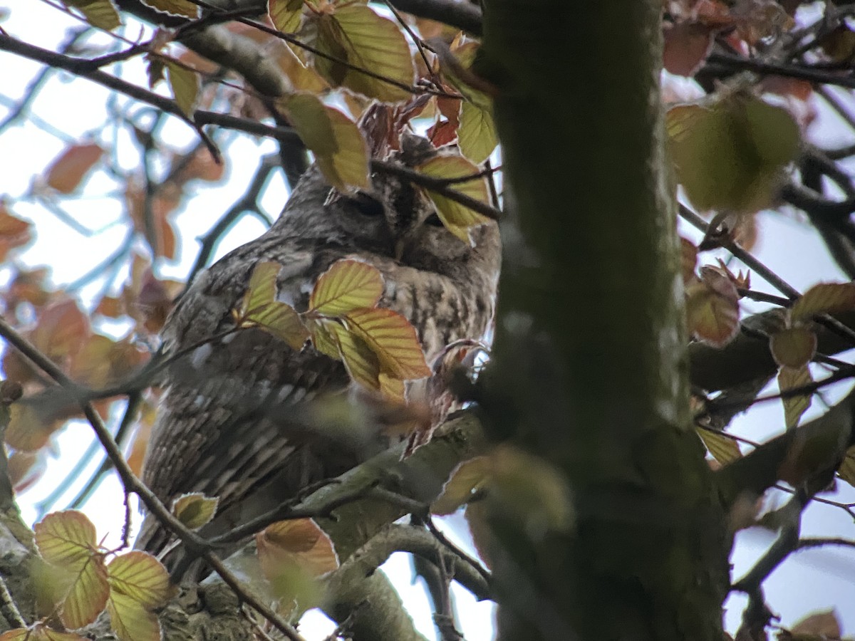 Tawny Owl - ML560357851