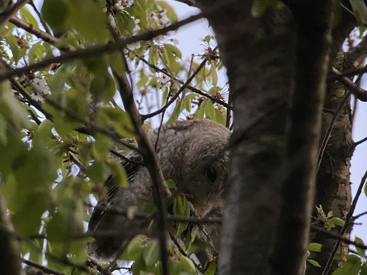 Tawny Owl - ML560357871