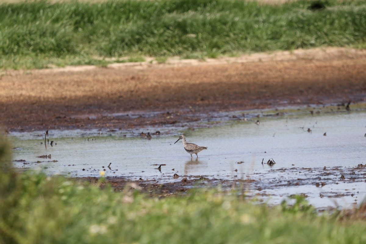 Greater Yellowlegs - ML560359061