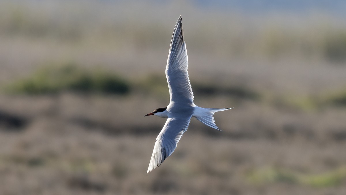 Common Tern - Korhan Urgup