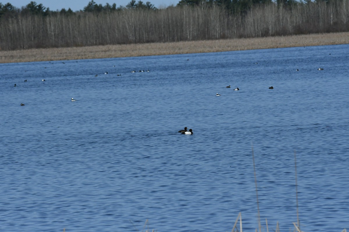 Greater Scaup - ML560361311