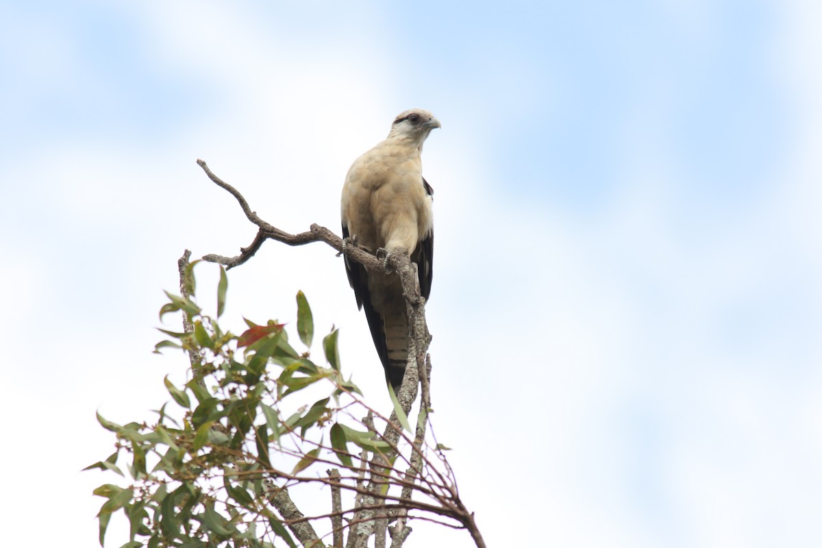 Yellow-headed Caracara - ML560361331