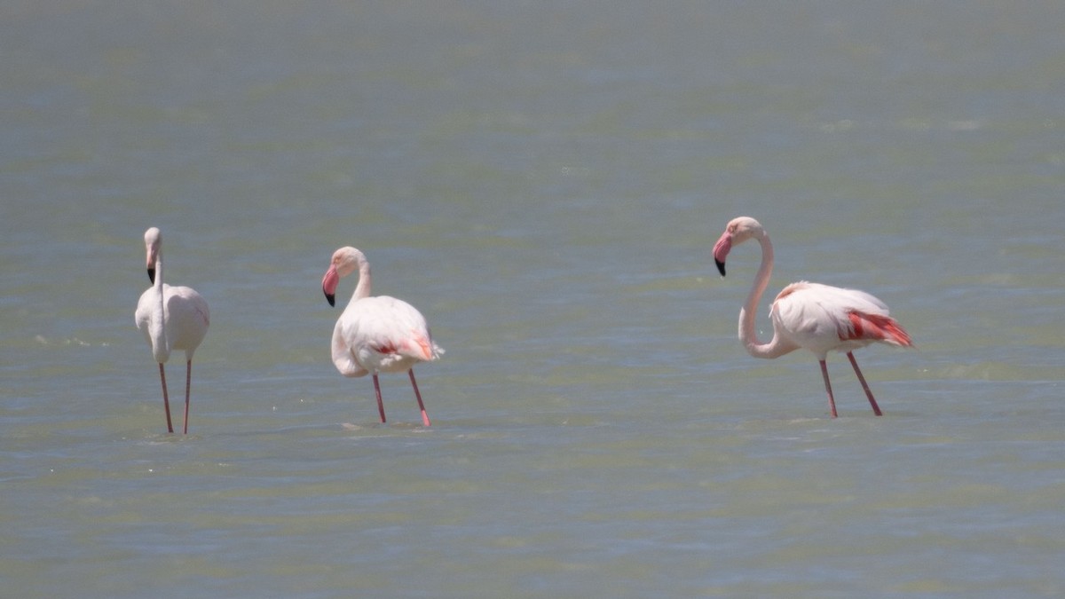 Flamingo - ML560361731