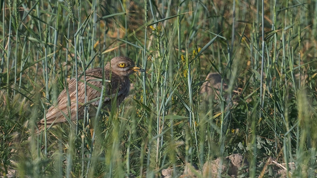 Kocagöz - ML560361861