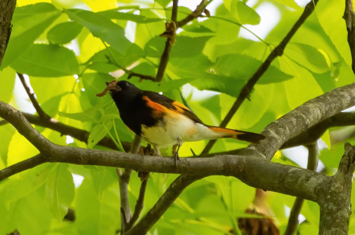 American Redstart - Eric Bodker