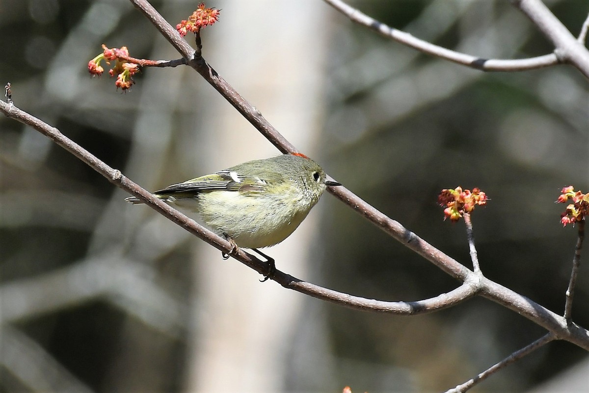 Ruby-crowned Kinglet - ML560362501