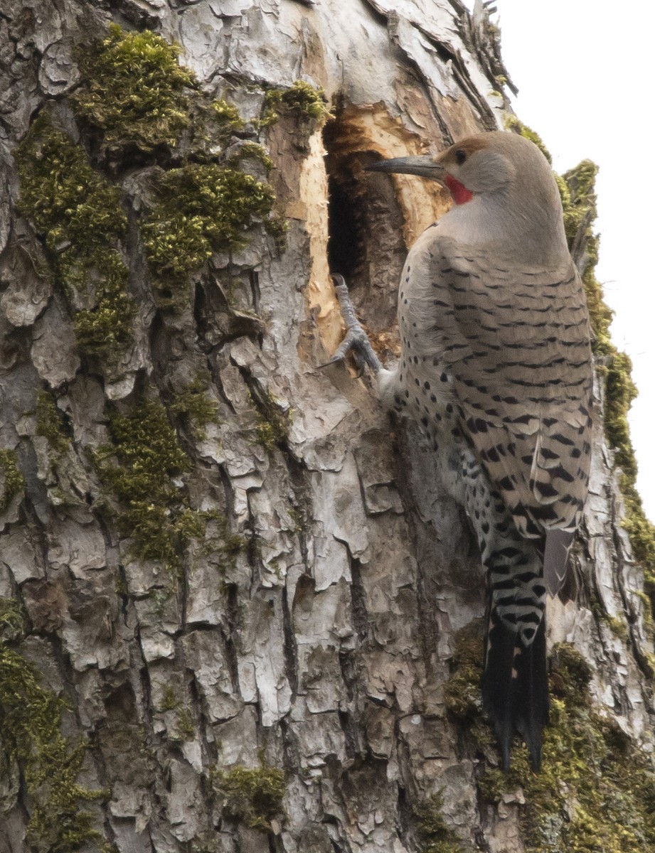 Northern Flicker (Red-shafted) - Brent Angelo