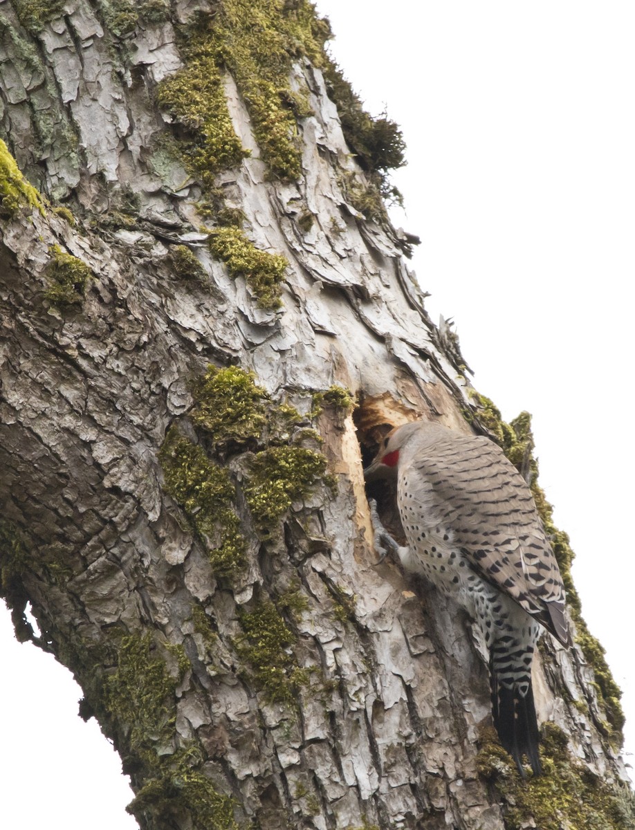 Northern Flicker (Red-shafted) - ML560362711