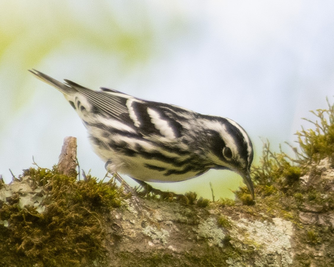 Black-and-white Warbler - ML560362761