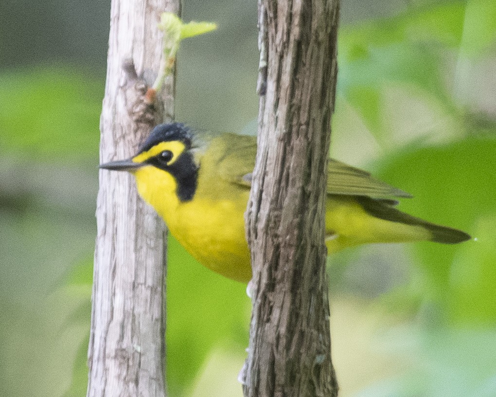 Kentucky Warbler - ML560362861