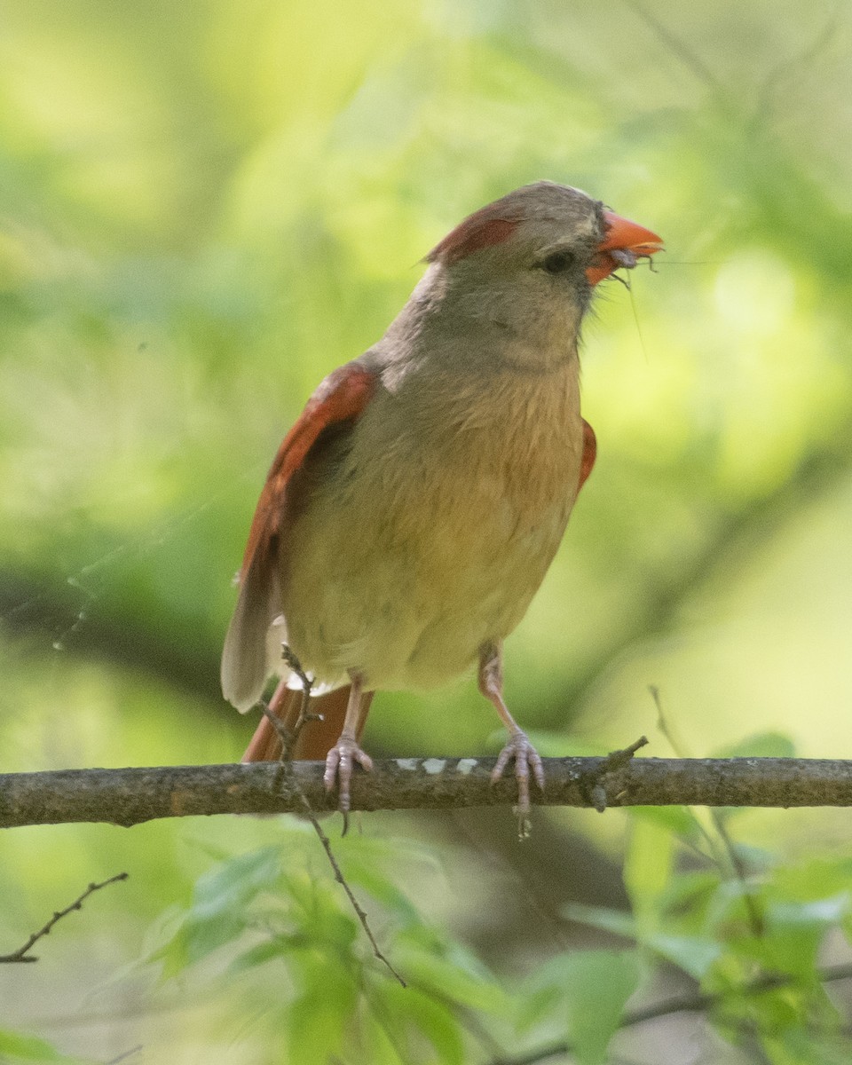 Northern Cardinal - ML560363161