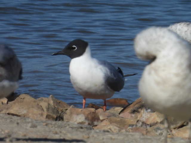 Bonaparte's Gull - ML560363291