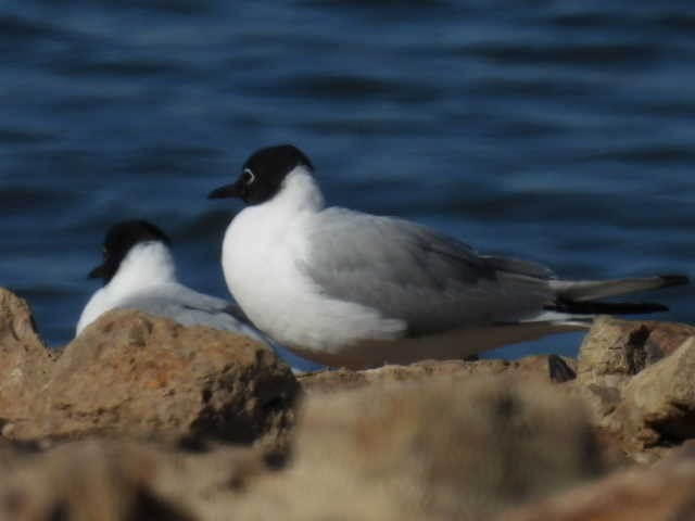 Bonaparte's Gull - Stew Stewart