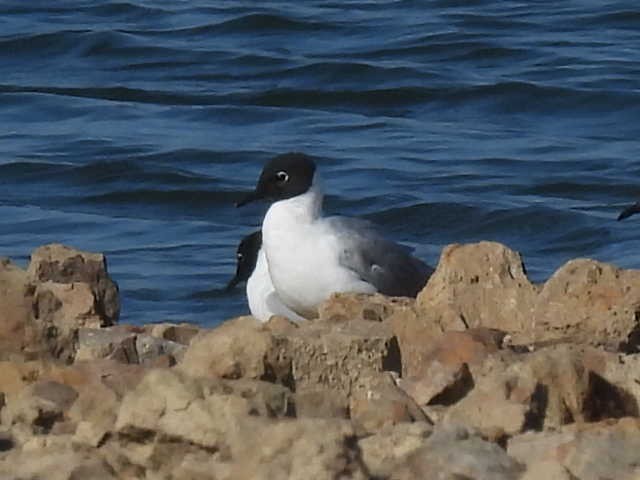 Bonaparte's Gull - ML560363311