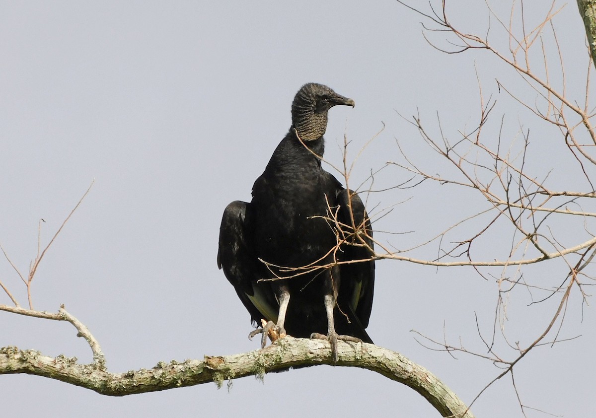 Black Vulture - ML560363351