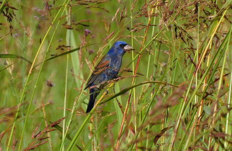 Blue Grosbeak - Kathy Rhodes