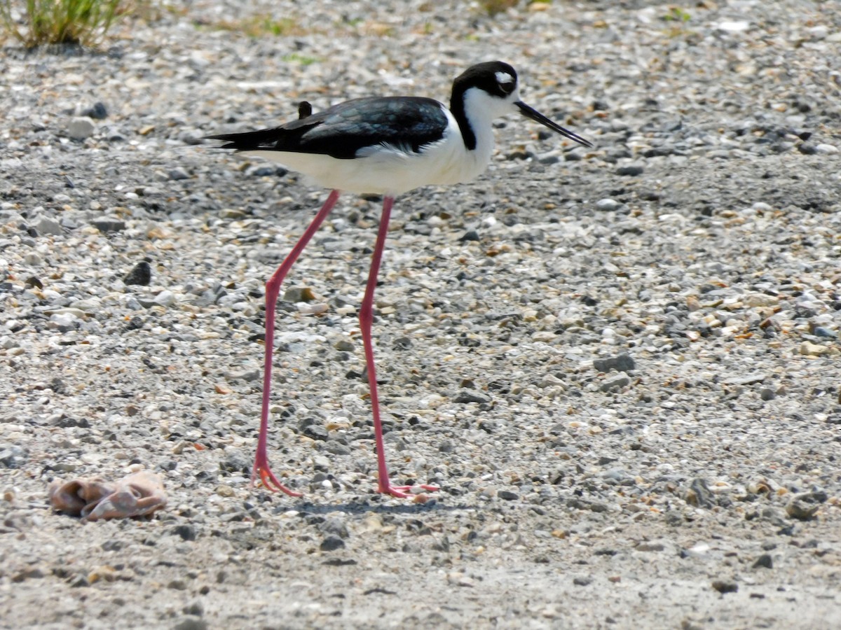 Schwarznacken-Stelzenläufer - ML560364021