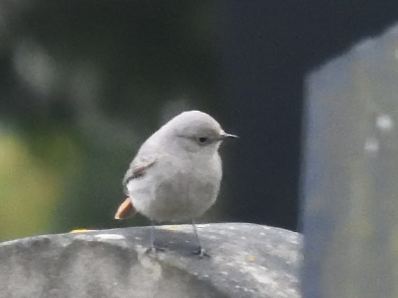 Black Redstart - ML560364361